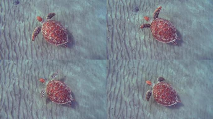 绿海龟 (Chelonia mydas) 游过沙质海底，红海，马萨阿拉姆，阿布·达巴布，埃及