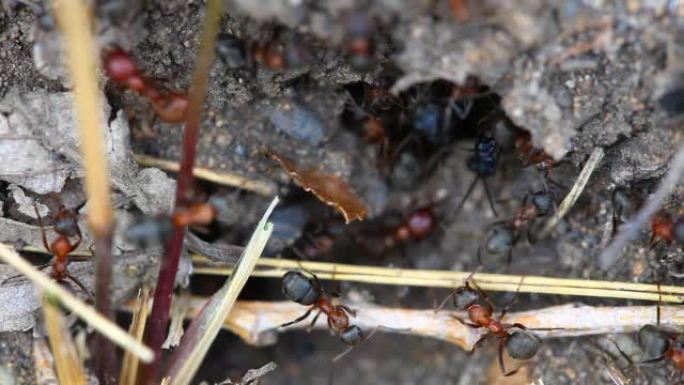 蚂蚁筑巢。宏观。