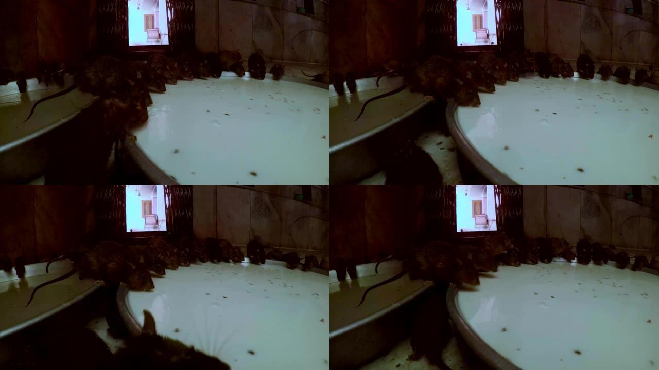 老鼠和老鼠在地板上的大盘边缘吃牛奶座位Karni Mata Temple特写