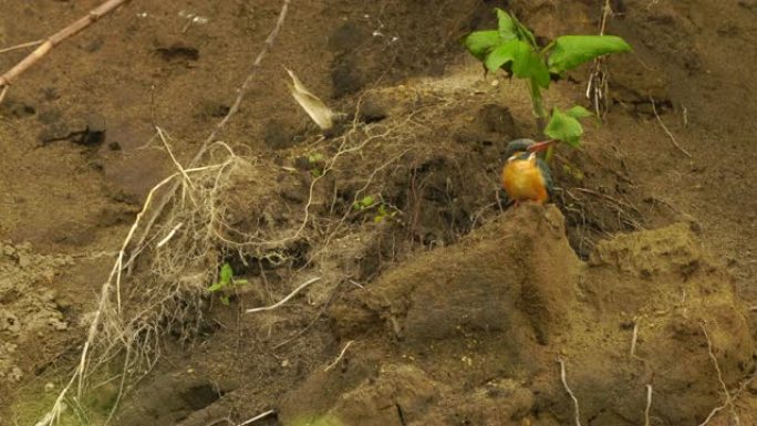 国后岛翠鸟(Alcedo atthis)