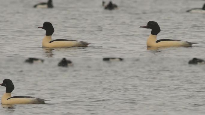 普通秋沙鸭 (Mergus merganser)