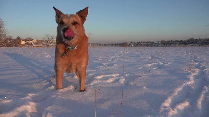 狗在雪地里在低摄像头下奔跑