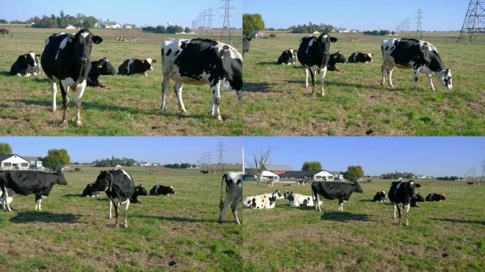 阿米什农场的奶牛在田野里享受阳光明媚的一天