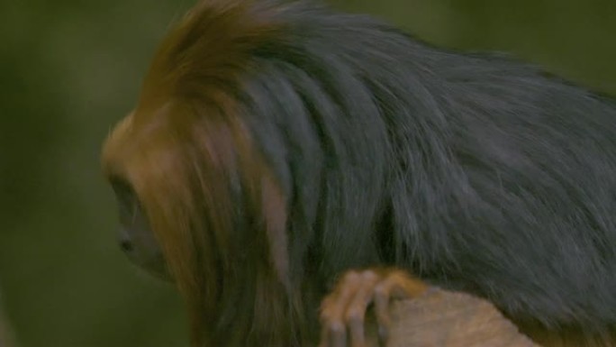 金头狮子tamarin猴子向左转转向相机
