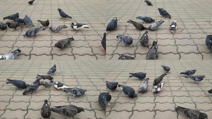 鸽子在广场上啄食