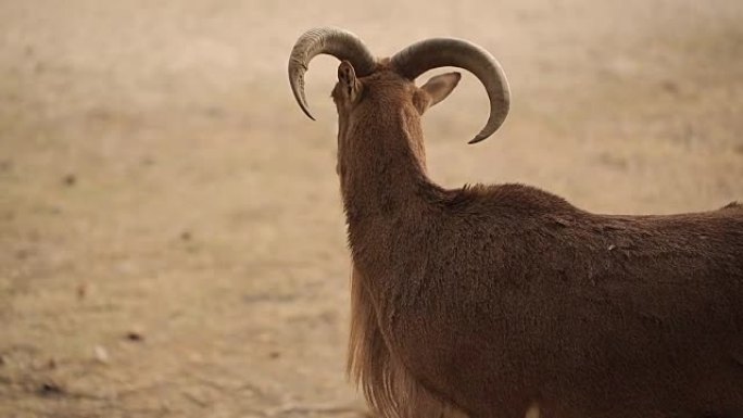 沙漠中的巴巴里羊