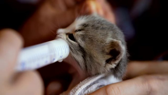 小猫用注射器喂牛奶。4k视频25帧