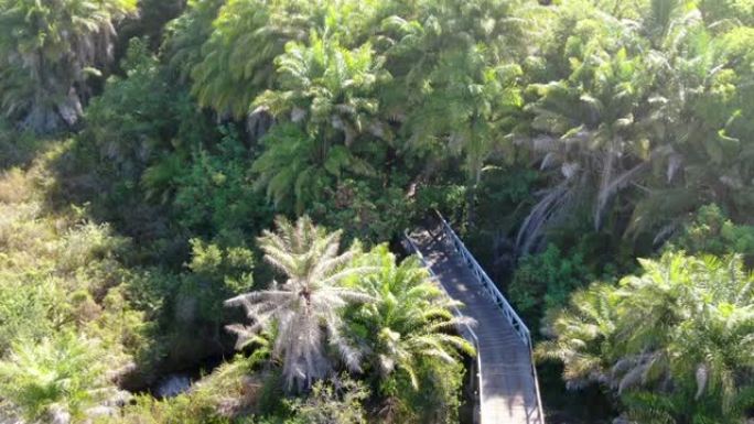 热带森林上树木繁茂的桥梁的鸟瞰图。