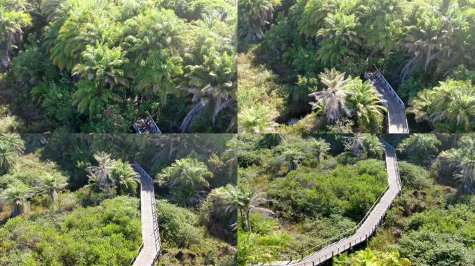 热带森林上树木繁茂的桥梁的鸟瞰图。