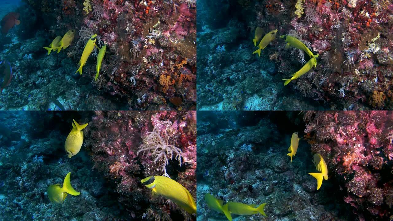 假面棘足-Siganus puellus和蓝斑棘足-Siganus corallinus以珊瑚礁为食