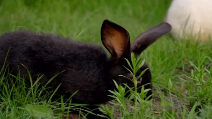 黑色搞笑兔子大耳朵跳到绿色草地上吃草