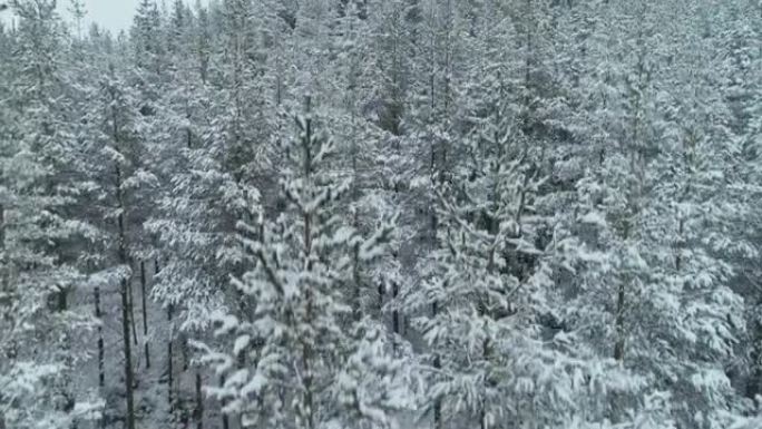 白雪皑皑的松林鸟瞰图，深积雪，白帽子林地，全景，横向运动视角