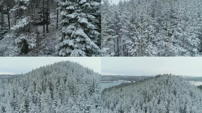 白雪皑皑的松林鸟瞰图，深积雪，白帽子林地，全景，横向运动视角