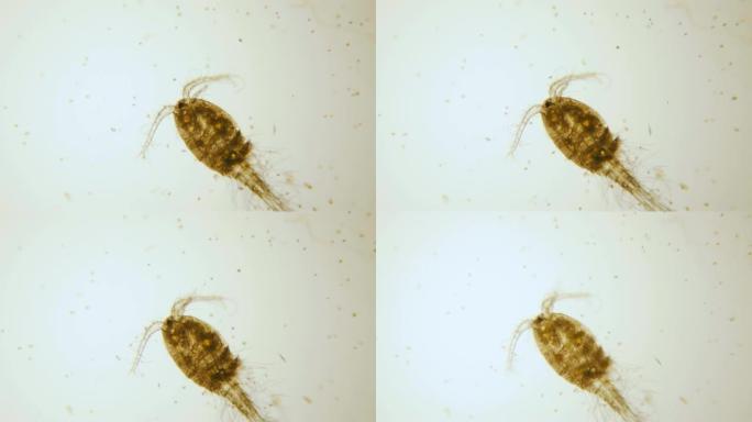 湖水显微镜下的雄性独眼巨人。特写。UHD 4K
