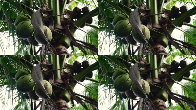 树上的椰子，手持镜头
