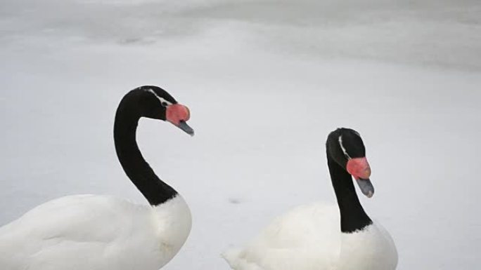 天鹅座黑色素。两只黑颈天鹅在雪地上行走