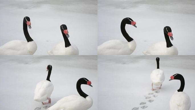 天鹅座黑色素。两只黑颈天鹅在雪地上行走