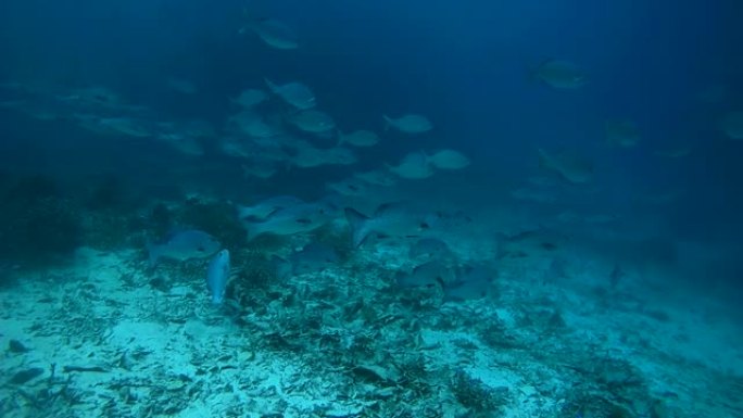 鱼群，双斑红鲷鱼-Lutjanus bohar和Blue Seachub - Kyphosus ci