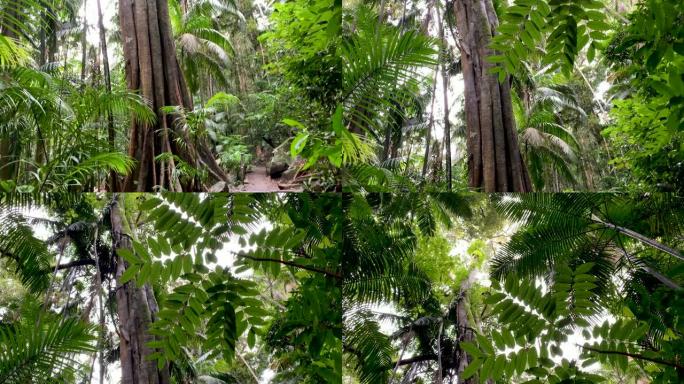 澳大利亚雨林4k的森林小径和雨林树冠