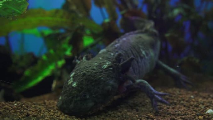 钝口螈，墨西哥蝾螈 (Ambystoma Mexicanum) 或墨西哥步行鱼，水族馆中的成年阶段，