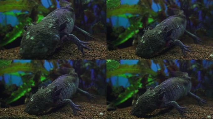 钝口螈，墨西哥蝾螈 (Ambystoma Mexicanum) 或墨西哥步行鱼，水族馆中的成年阶段，