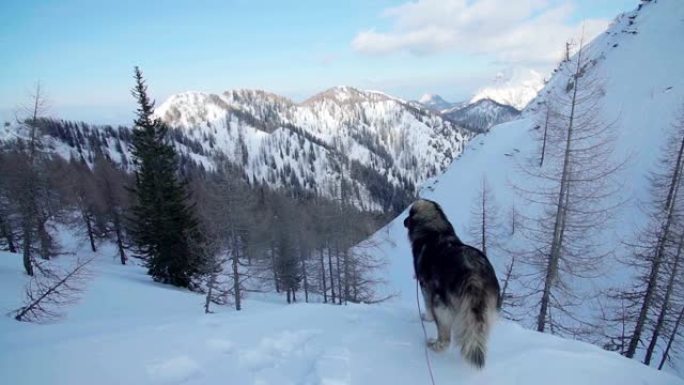 一只狗俯瞰雪山的史诗般的镜头