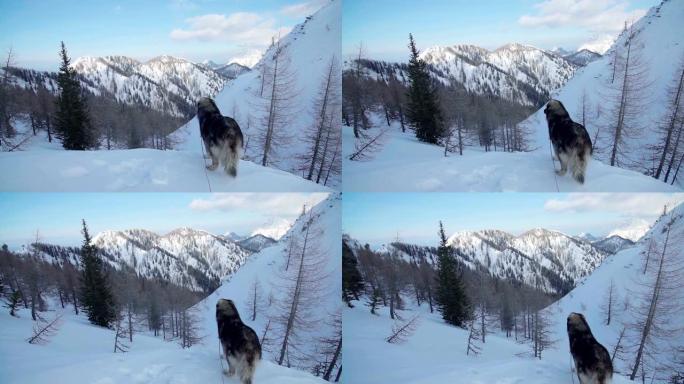 一只狗俯瞰雪山的史诗般的镜头