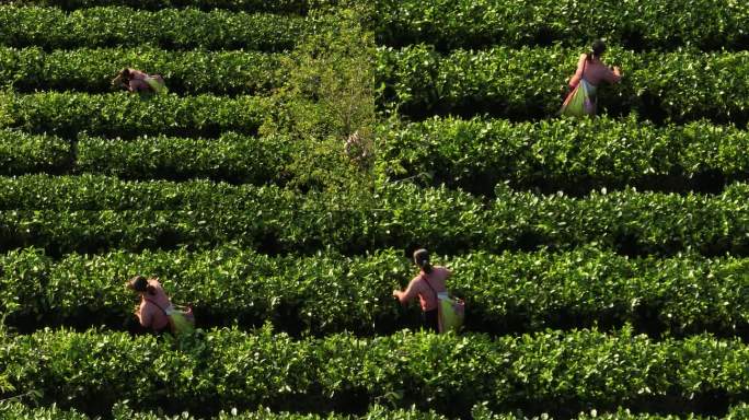 广东英德茶园航拍大片采茶实录风景素材十七