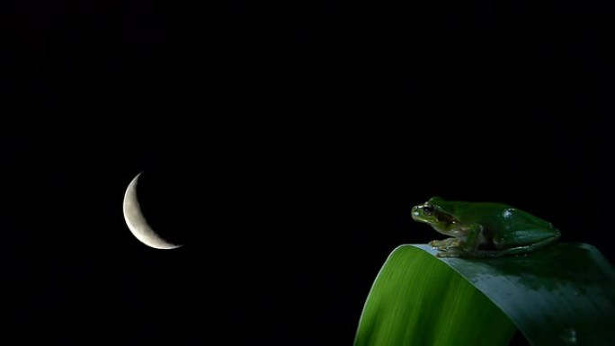 延时的南方青蛙月月