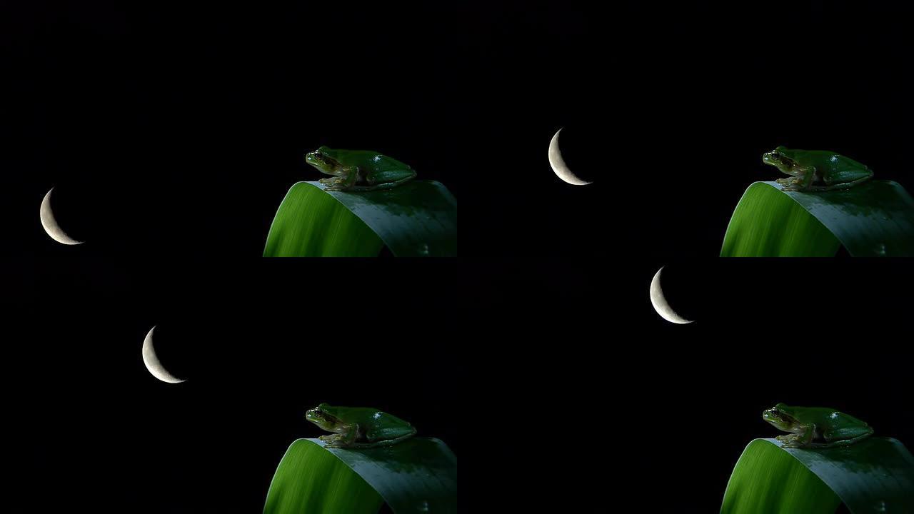 延时的南方青蛙月月