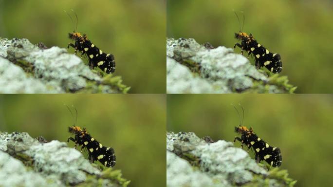 小昆虫蝴蝶降落在森林中的一块岩石上