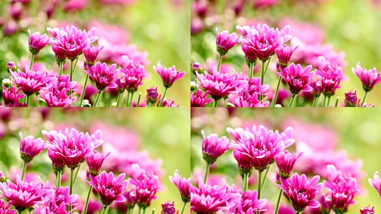 花园里的粉红色菊花花。