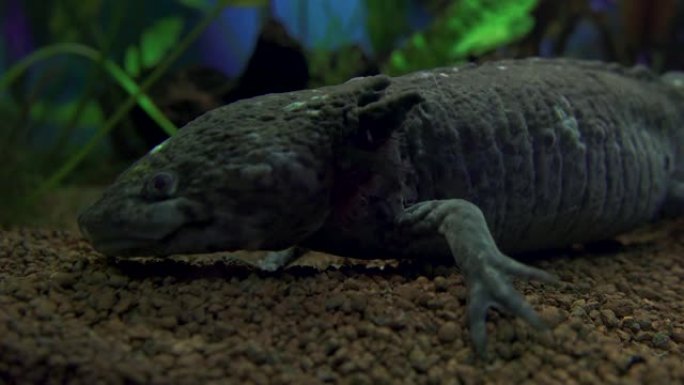 钝口螈，墨西哥蝾螈 (Ambystoma Mexicanum) 或墨西哥步行鱼，水族馆中的成年阶段，