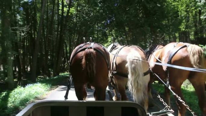 麦基诺岛树林中的马车