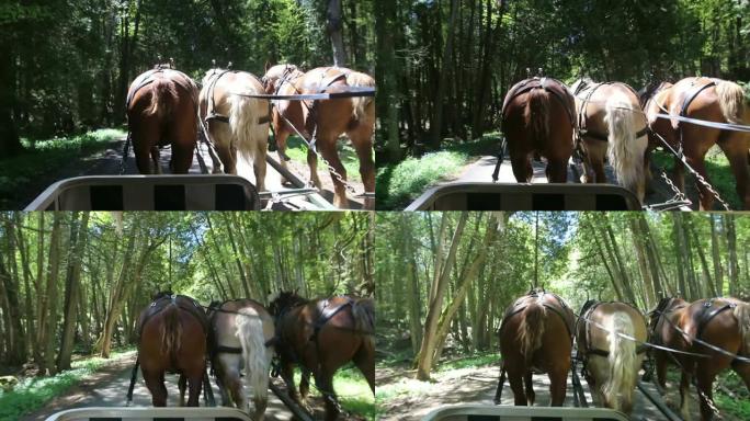 麦基诺岛树林中的马车