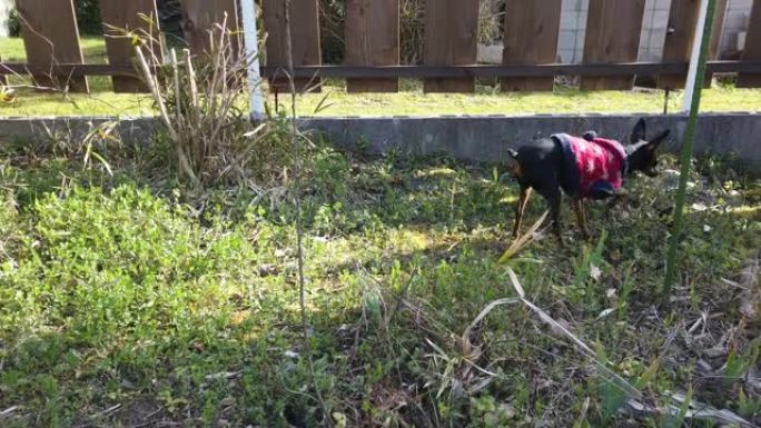 日本下午在院子里玩黑狗。