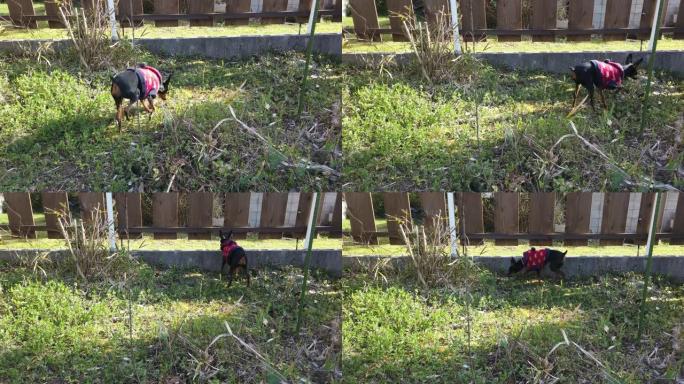 日本下午在院子里玩黑狗。