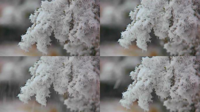 冬天的冻伤树枝