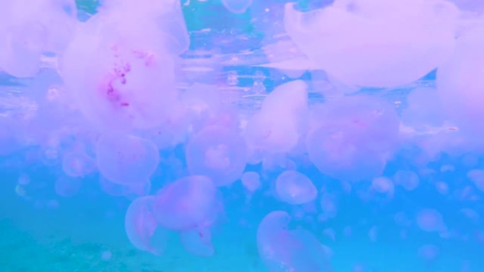 红海中成千上万的漂浮恐怖的粉红色水母