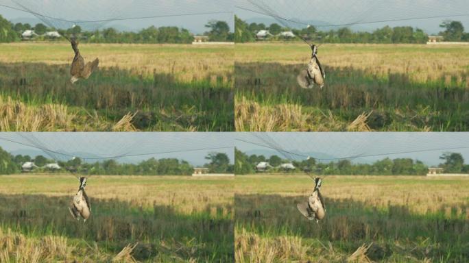 鸟被网困住了捕捉
