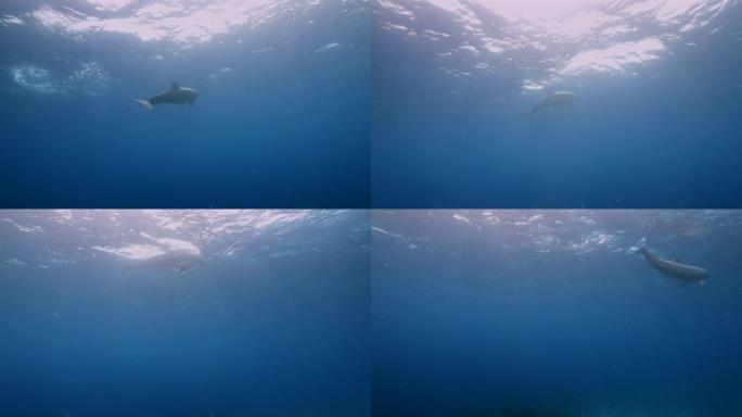 库拉索岛附近加勒比海珊瑚礁的海景，潜水地点科尼利厄斯湾，海豚在蓝水中