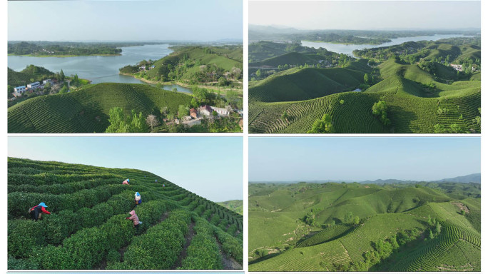 4K信阳茶山合集