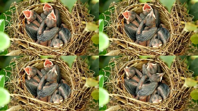 鸟的养育。第6天