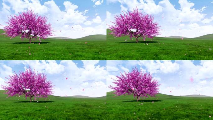 春季景观与单开樱花樱桃树