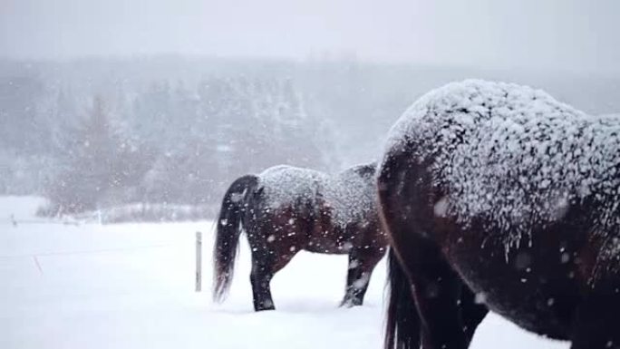 冬季暴风雪期间外面的马