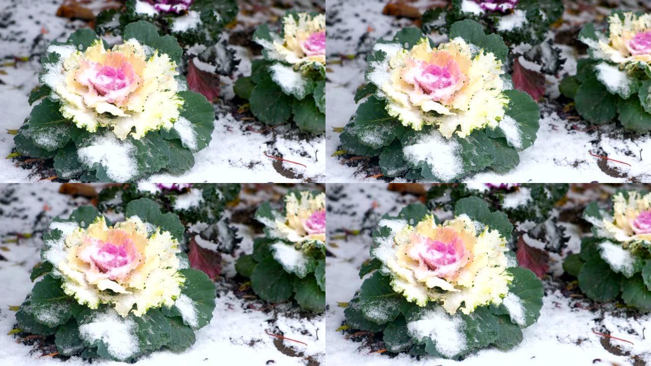 美丽的大花在南方地区的雪。