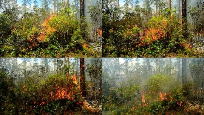森林中火焰聚集在一起并消耗茂密的植被的加速镜头