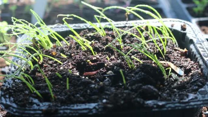 在室内家庭花园喷洒洋葱幼苗。启动种子和家庭菜园的概念
