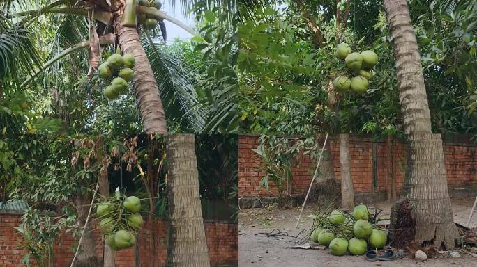 一束椰子从棕榈树上安全下来