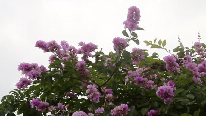 花紫薇